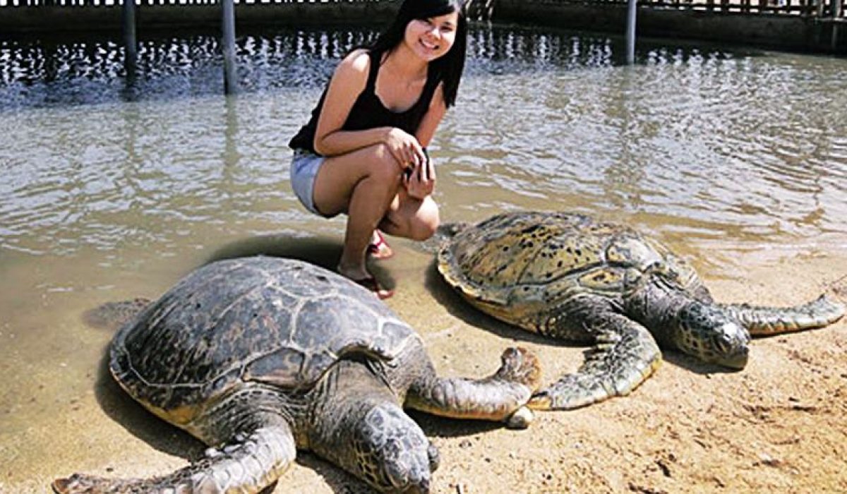 turtle-island-tour